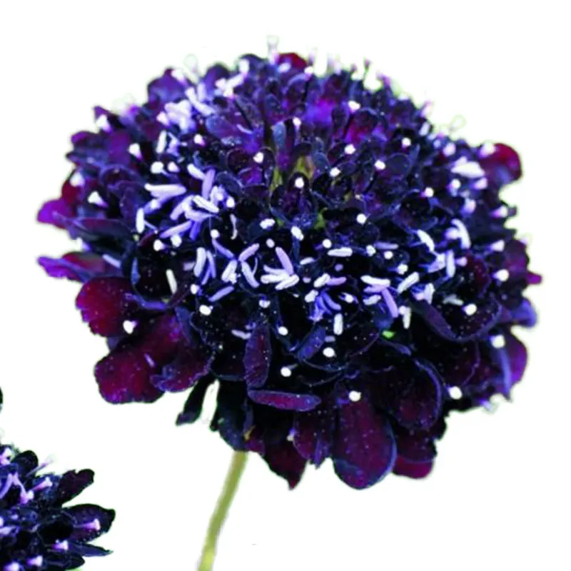 50 шт. свежий настоящий Scabiosa atropurpurea flower S - Цвет: 19