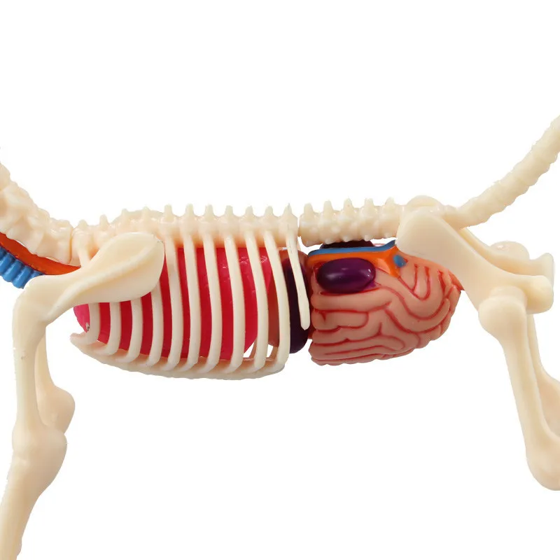 4D конструктор Джейсон Фрей, головоломка, игрушка, воздушный шар, собака, перспектива, кость, анатомия, украшение, собака, медицинское оборудование для обучения