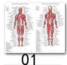 01 Настенная художественная картина, человеческое тело, медицинская образовательная карта, плакат, Анатомия человека, Мышечная система, шелковая ткань, живопись, домашний декор - Цвет: 01