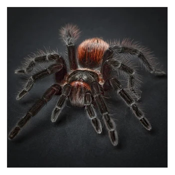 

YI BRIGHT Full Square/Round Diamond Embroidery Horrible Spider 5d Diamond Painting Cross Stitch Animal Mosaic Picture Home Decor