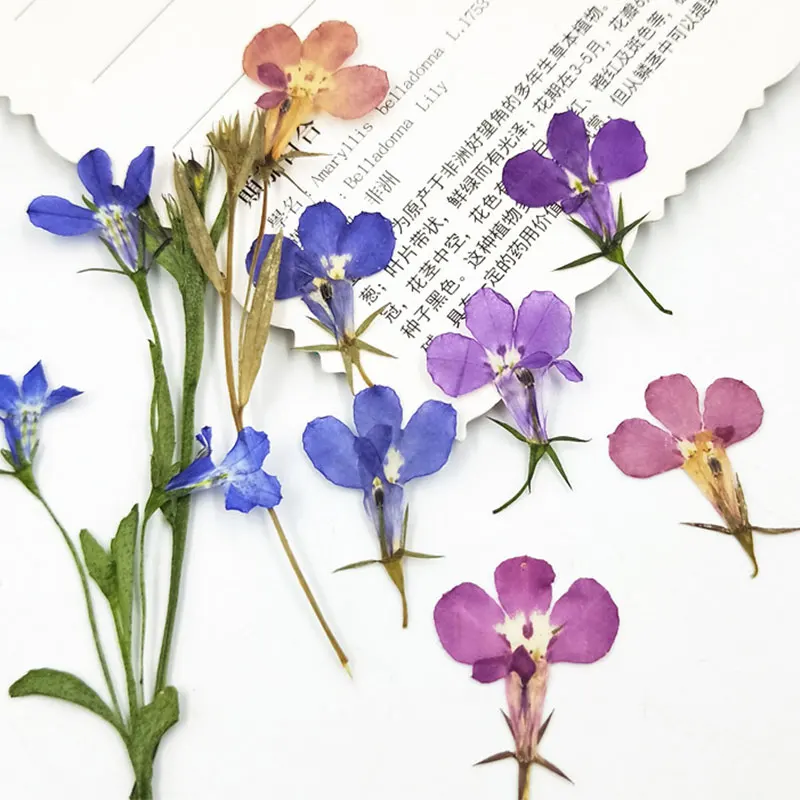 

12pcs/Bag Dried Flower Branches Specimen Bookmarks Material DIY Card Pressed Flower Paintings Accessories for Party Decoration