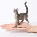 Wirehair cat B
