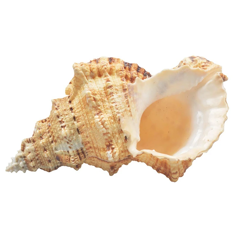

Large Natural Sea Shells Huge Ocean Conch 21cm Jumbo Seashells Perfect for Wedding Decor Beach Party Home Decorations Fish Tank