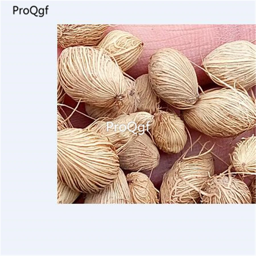 Ngryise 500 шт набор Chrysalidocarpus Lutescens - Цвет: seed