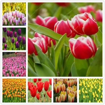 

150Pcs Flower Plant Bath Salts Tulip Essence MLXH-18
