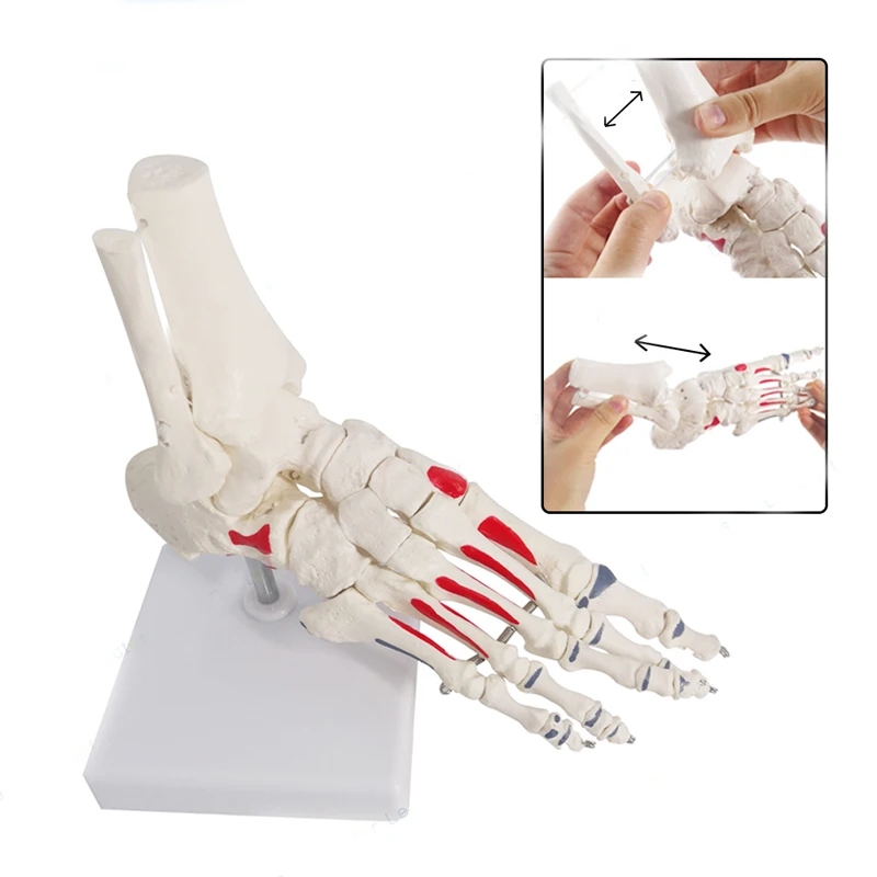 Vida tamaño articulaciones del pie y huesos pie esqueleto de anatomía humana de pie y tobillo modelo con mango de hueso modelos anatómicos LearningTool