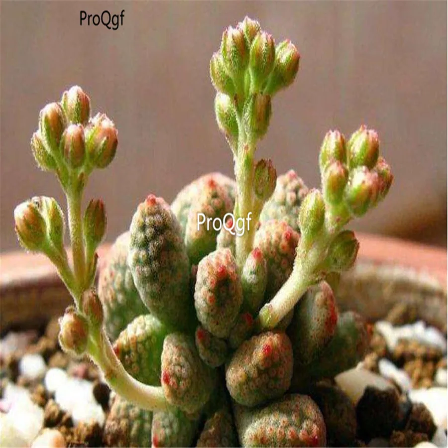 Ngryise 2 шт. набор Crassula ausensis subsp. Titanopsis