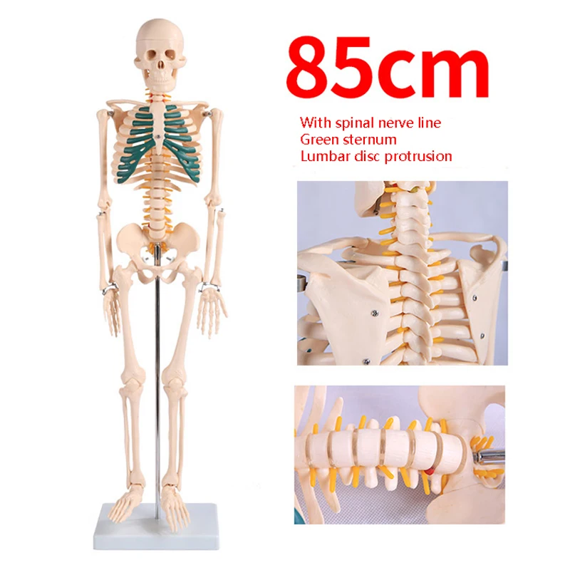 Chinon 85cm Life Size Human Anatomical Skeleton Skull Anatomy Body Model Medical Science Teaching Tools Supplies BIX-A1003