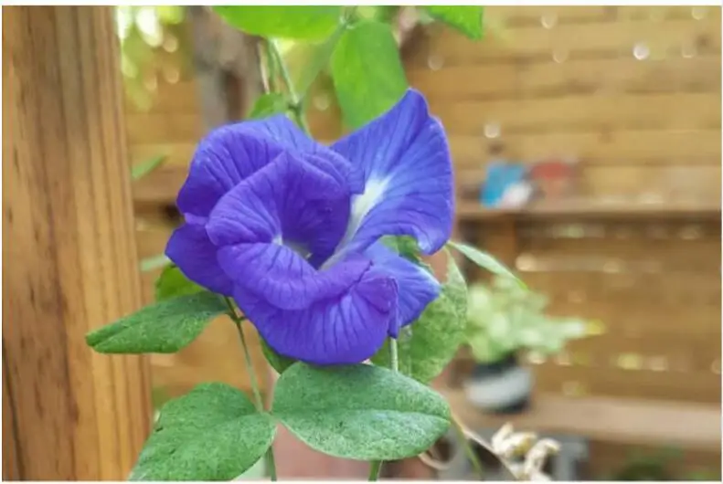 Высококачественные Натуральные сухие цветы голубая бабочка Clitoria Ternatea сушеные Clitoria Kordofan Pea Flower