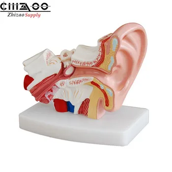 

Medical Science Human Ear Anatomy Models Desktop Ear Model