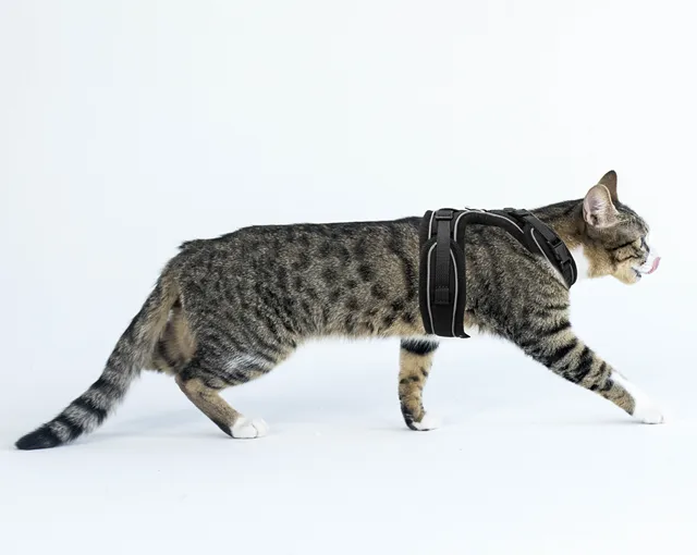 Cat Harness For Walking Adjustable Soft Mesh Harnesses Kitten Medium