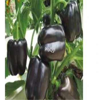 

Prodgf 5000Pcs A Set black sweet Capsicum pepper