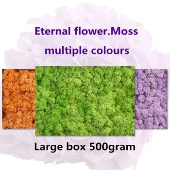 

500g 100% Natural Dried Eternal Flower Moss Wedding Party Photo Props natural plant Dried Flowers Cafe Library Home decoration