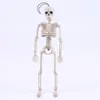 Squelette Flexible, 40CM, modèle de squelette, vente en gros, aide à l'apprentissage de l'anatomie humaine, croquis d'art, Halloween ► Photo 1/6