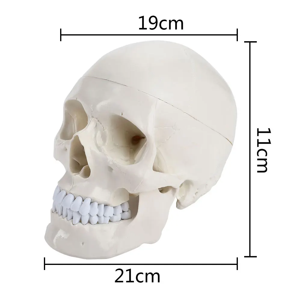 Череп обучающая Модель ПВХ человеческий анатомический ручной Скелет визуальная Анатомия гравировка тетеменное исследование прочный