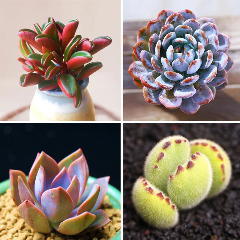 3Bag-Flower-fertilizer-general-compound-fertilizer-fleshy-fertilizer-vegetable-organic-fertilizer-fruit-tree-compound-fertilize.jpg 3 -Táskás Virág Műtrágya Általános Összetett Húsos Zöldség Szerves Gyümölcsfa Vegyület Megtermékenyítés - Image 4