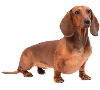 

Dinghy Tuzik overalls Dachshund average warm bitch