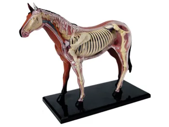 

Horse 4d master puzzle Assembling toy Animal Biology organ anatomical model medical teaching model