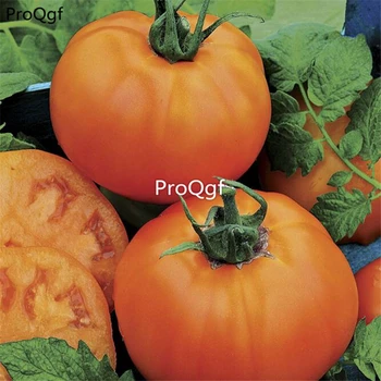 

Ngryise 6000Pcs A Set Orange Hybrid Tomato