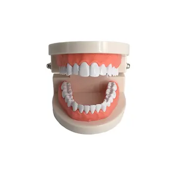 

Standard Dental Teaching Model Dental Model Children Supplies, Dental Students, Patients, Teaching, Learning, Display, Education