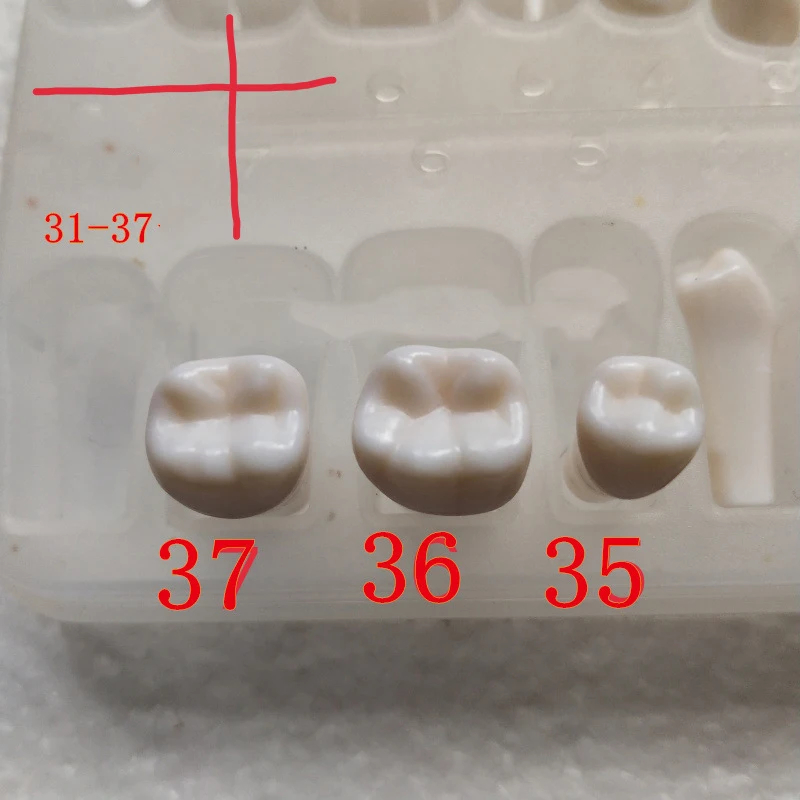 28 шт. высококачественное моделирование зуба зерна смолы моделирование зуба зерна Стоматологическая модель зуба для дантиста подготовки к тесту обучения