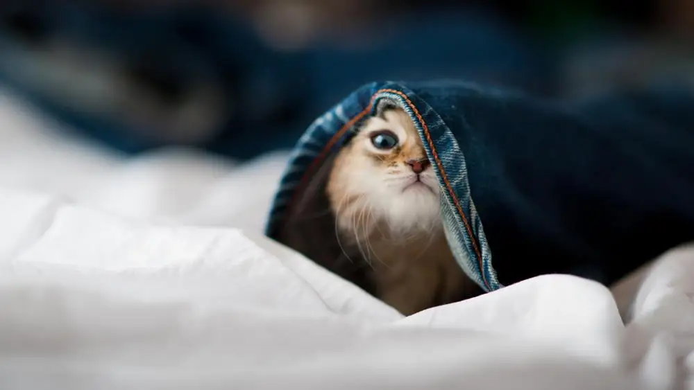 Черная мотоциклетная рукоятка защита рук кисточки Handguard протектор для Honda CB500X 2013