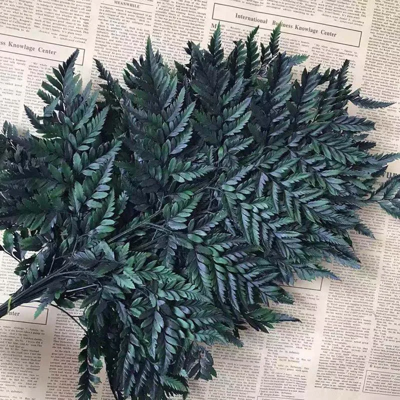 Огни Fiddlehead в темно зеленом сухие натуральные свежие консервированные растения