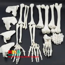 170 см тело человека всего тела разбросанные Кости Скелет модель скелета Йога медицина обучение Mgg306