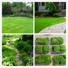 300 шт./пакет ирландское мох растения ѕадіпабыл Subulata gardenling, сфагнума бонсай декоративные растения декоративные-завод солнечной энергии для домашнего