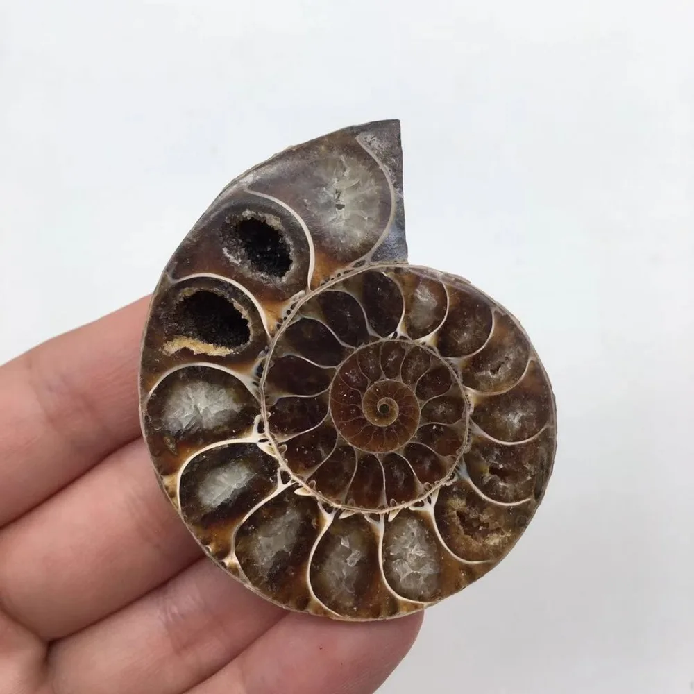Ammonite Sea Snail fossils (4)