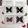 1PCS Natural Real Butterfly Specimen box Colorful Mixed Pretty Butterfly Education Teaching Home Decor Artwork Material gift DIY 2