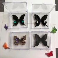 1PCS Natural Real Butterfly Specimen box Colorful Mixed Pretty Butterfly Education Teaching Home Decor Artwork Material gift DIY 2