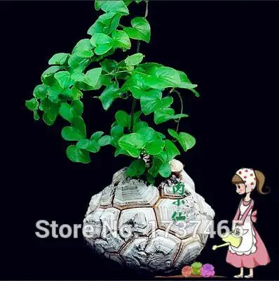 Настоящий импортный, 3 шт. диоскореа, черепаховая раковина дракона диоскореа слона