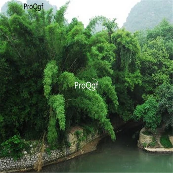 

Ngryise 5000Pcs A Set Fernleaf Bamboo