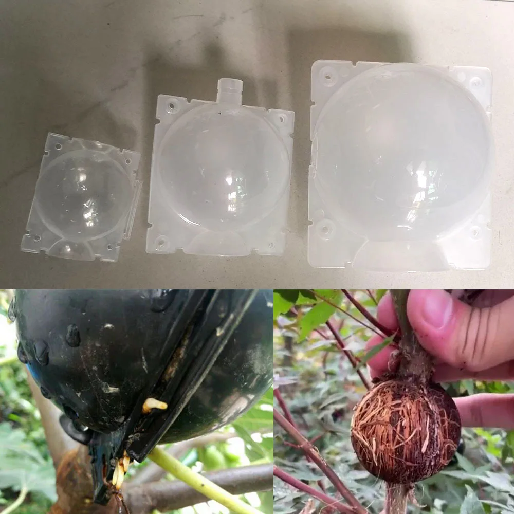 10/20x Plant Rooting Ball Grafting Rooting Growing Box Transparent Breeding seeding Case Container Nursery Box Root Garden Tool