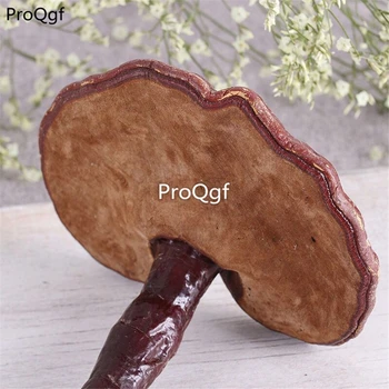 

Ngryise 2Pcs A Set Ganoderma Lucidum