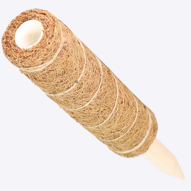 1 Darab 30-50 Cm-Es Mohás Botkókuszpálca Pálma A Beltéri Kerti Növényi Szőlőhászlóhoz - Image 5