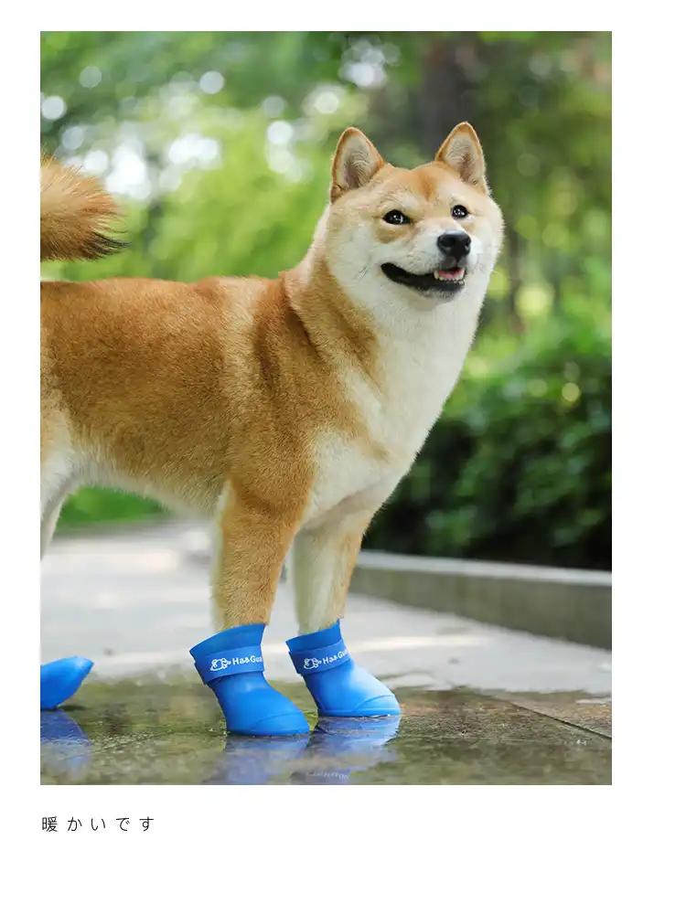 dog rain boots