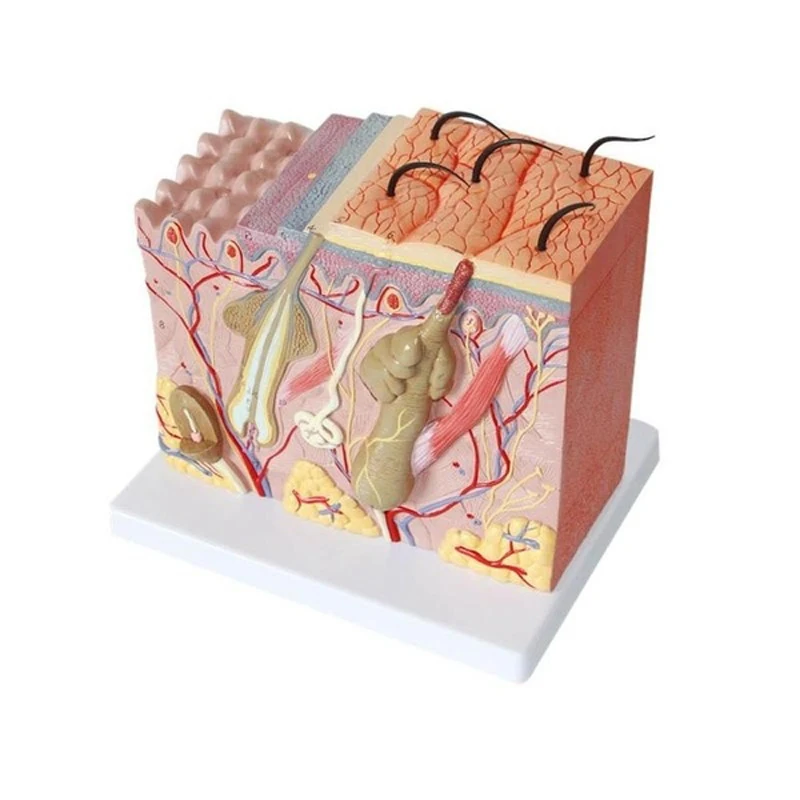 Estructura anatómico humano de PVC para la piel y el cabello, agrandado, modelo 35X, suministros de herramientas de aprendizaje para enseñanza médica de anatomía