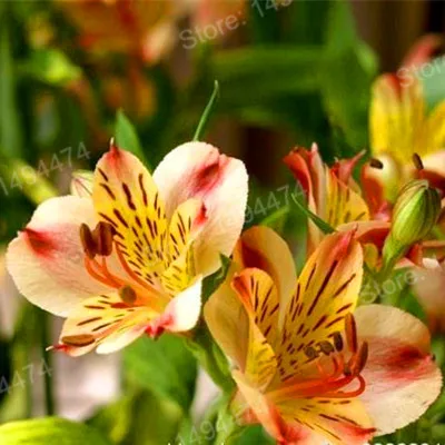 200pcs/bag Alstroemeria Plants mix Peruvian Lily Plantas Princess lily colorful flower gardenling lily bonsai flower Plante home - Цвет: Розовый
