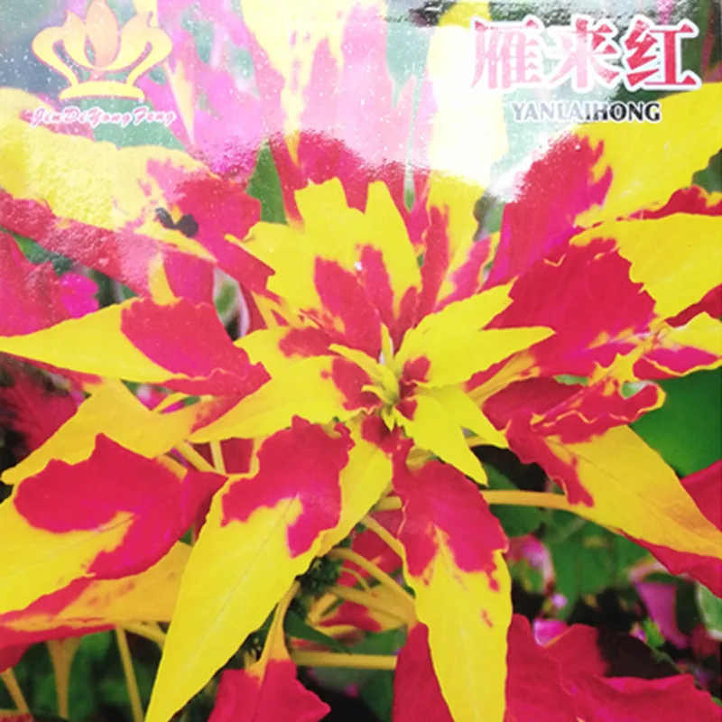 

Home gardening series of foliage flower seed amaranthus about 40 pcs