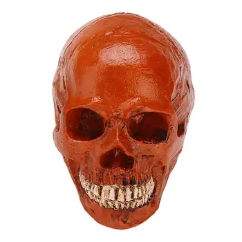 

Life Size Human Anatomical Resin Skull Head Anatomy Skeleton Medical Science Teaching Model School Education Home Decoration