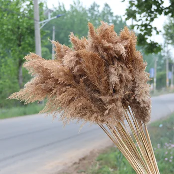 

Real Dried Pampas Grass Decor Wedding Flower Bunch Natural Plants Decor Dried Flower Fall Decorations big bulrush Free Shipping