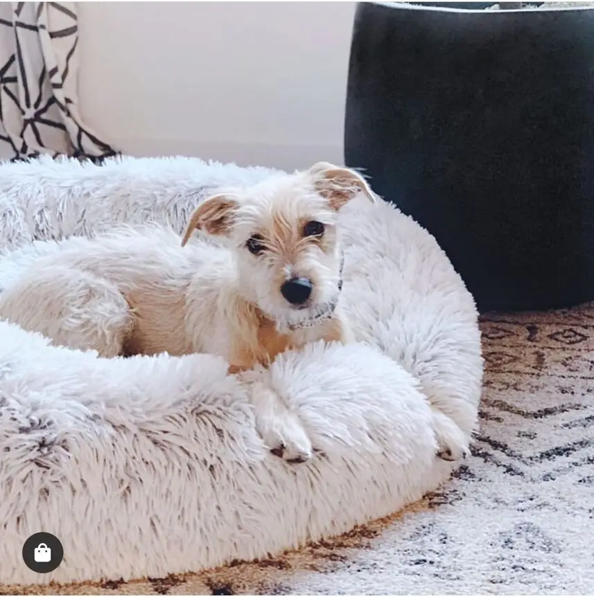 Soft Dog Bed Round Washable Long Plush Dog Kennel Cat House Velvet Fluffy Mats For Samll large Dogs Basket Pet Sleep luxury Bag Soft Dog Bed Round Washable Long Plush Dog Kennel Cat House Velvet Fluffy Mats For Samll large Dogs Basket Pet Sleep luxury Bag