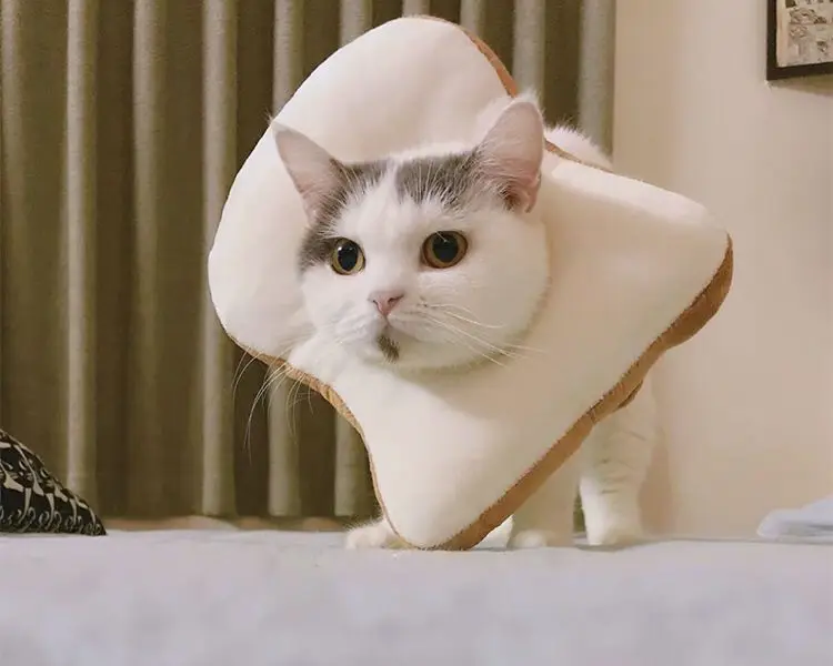 Funny pet head cover, Elizabeth circle toast, shape decoration, funny pet  products, cat head cover|Vòng Cổ & Dây Mèo| - AliExpress