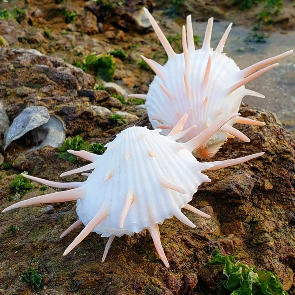 Natural Shell Ornaments Natural Conch Sea Shell Spondylus Shell 1pcs 8-9cm For Fish Tank Decoration Gift