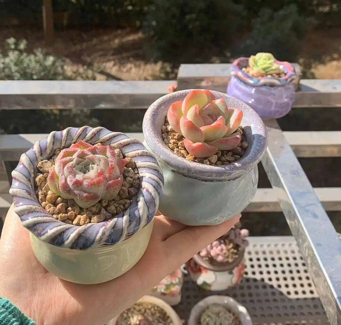 

New Style Flow Glaze Kiln Baked Small High Textured Crackle Glaze Control Type Succulents Flowerpot Caliber 5-6