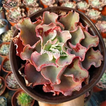 

Ngryise 1Pcs A Set Echeveria takasago No Okina