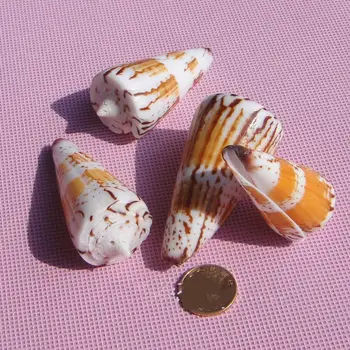 

Natural conch shells painted black 6cm around Conus pwedding gifts