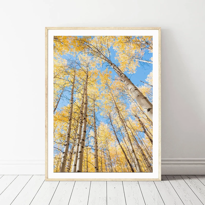 Yellow-Birch-Tree-Photo-Poster-Prints-Autumn-Nature-Landscape-Painting-Canvas-Picture-Modern-Living-Room-Bedroom (3)